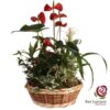 Cesta anthurium y plantas variadas