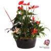 Un exclusivo Macetero anthurium y plantas variadas ambientará su hogar con el toque de estilo que usted esta buscando. También es ideal para regalos.