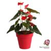 Planta de anthurium