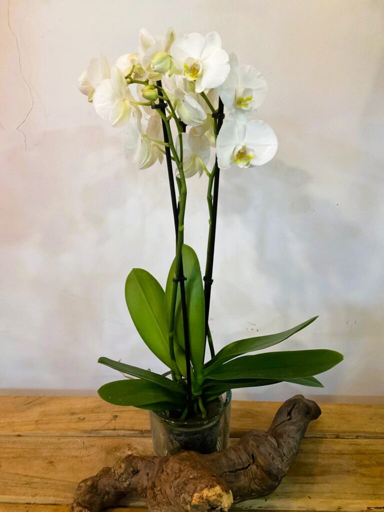 Floristería San Lorenzo