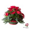 Cesta de poinsettias