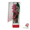 Cymbidium-en-caja