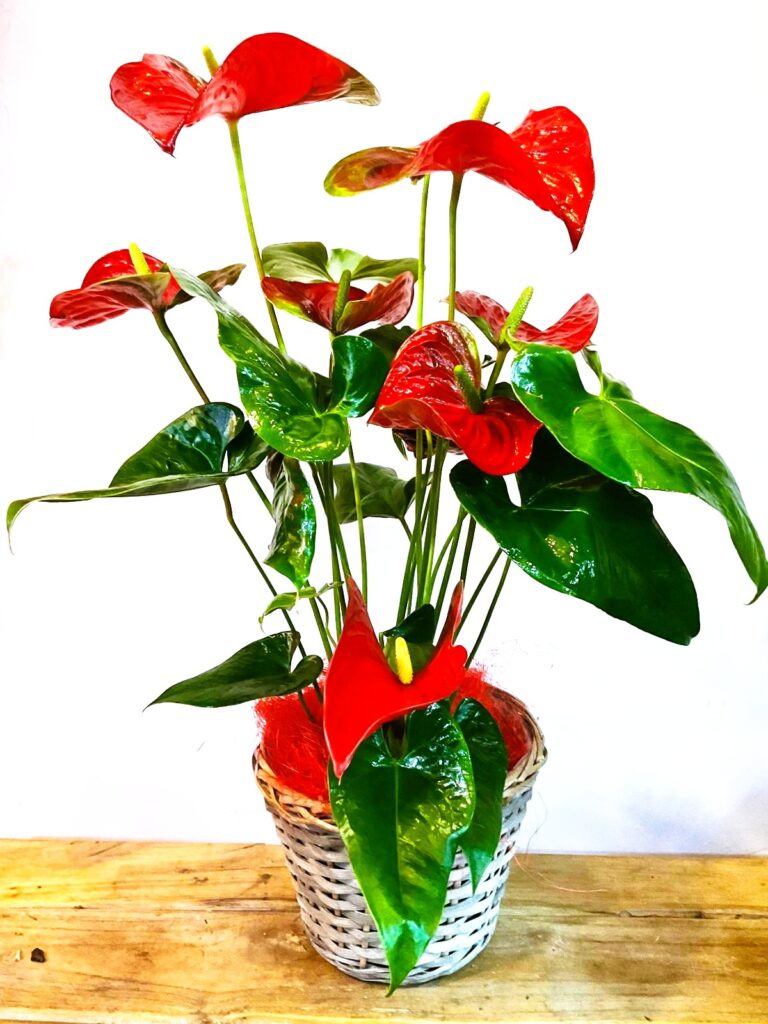 Floristería San Lorenzo