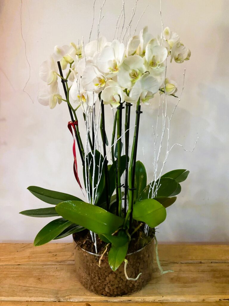 Floristería San Lorenzo