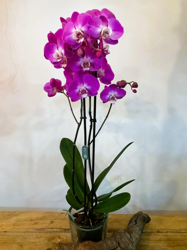 Floristería San Lorenzo