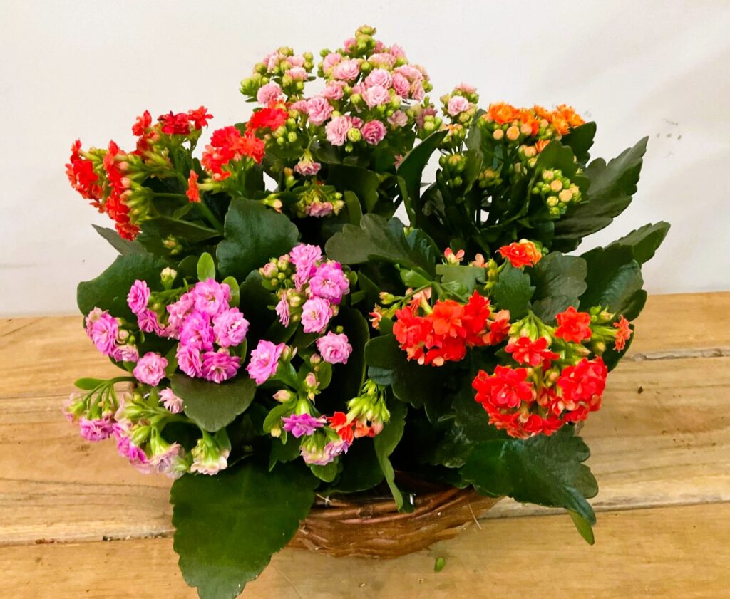 Floristería San Lorenzo